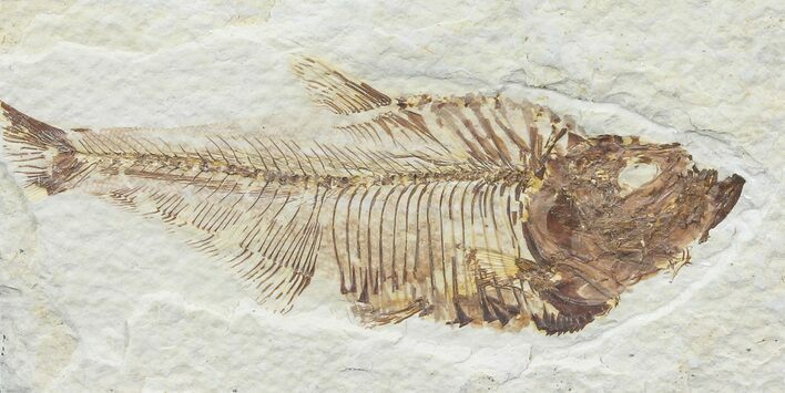 Bargain, Diplomystus Fossil Fish - Wyoming #67945